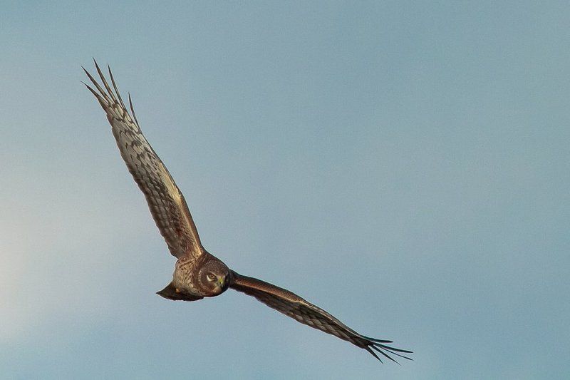 Ночной дозорphoto preview