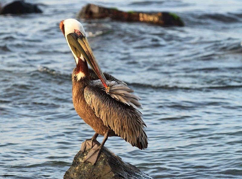 американский бурый пеликан, венесуэла Американский бурый пеликанphoto preview