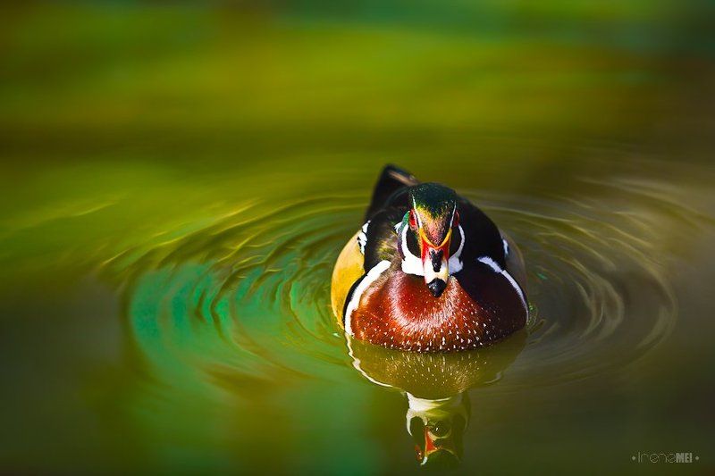 duck, carolina, wood, canon, animals, bird, water, reflection Carolina Duckphoto preview