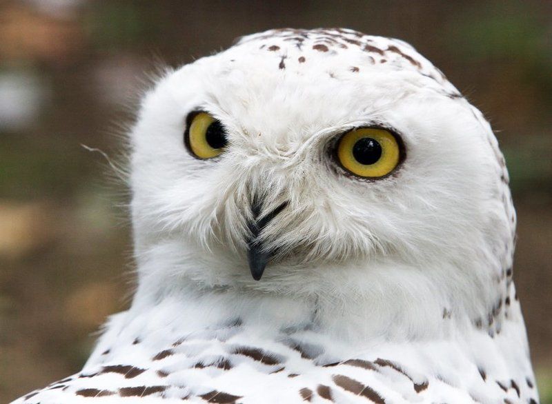 Борон фото превью