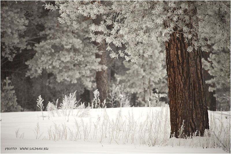 мальцево, зима, пейзаж, снег, снегопад, дерево, деревья, иней, сосны, мороз, winter, a landscape, snow, a snowfall, a tree, trees, hoarfrost, pines, a frost photo preview
