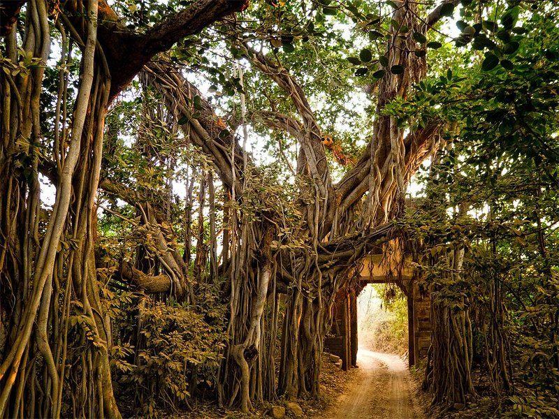 into the junglephoto preview