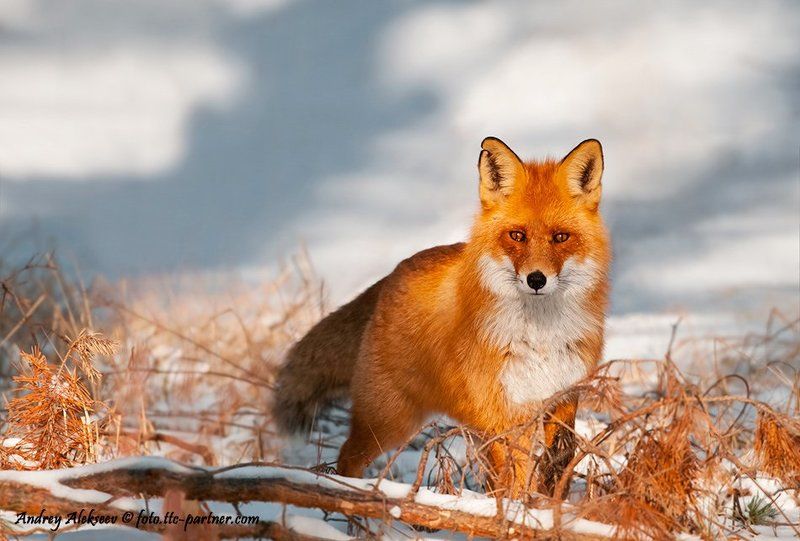 лес, снег, лиса, фотоохота Лисphoto preview