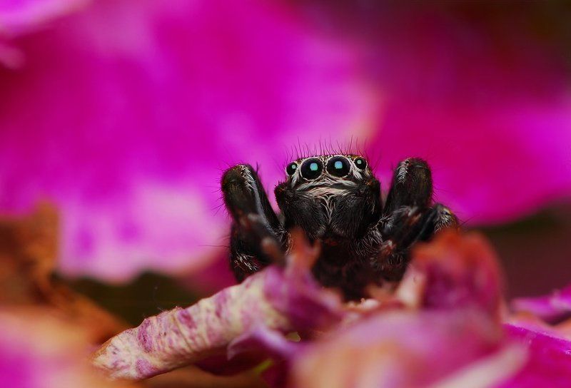 паук, скакун Ёжикphoto preview