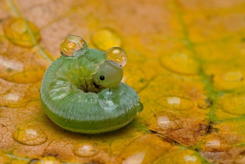 zroszony..photo preview