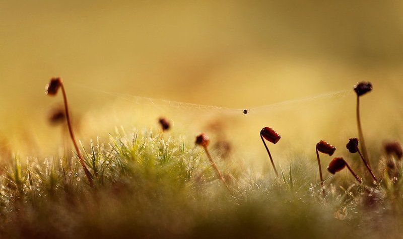 паутина, утро, роса утро маленькой жизниphoto preview