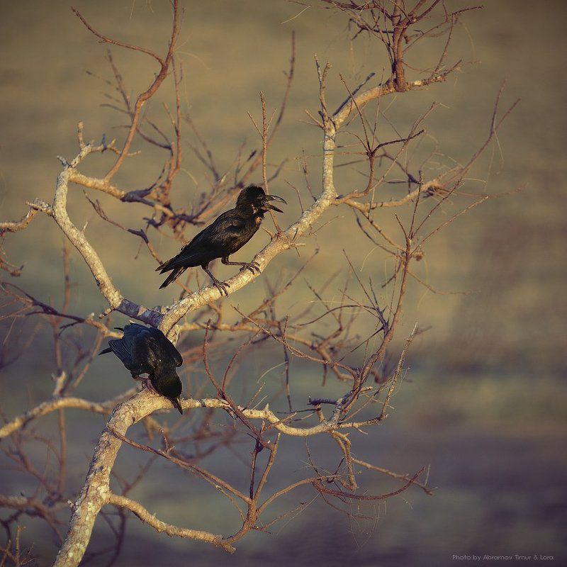 ворон, птица, шри-ланка, цейлон, миннерия Виноватый ворон фото превью