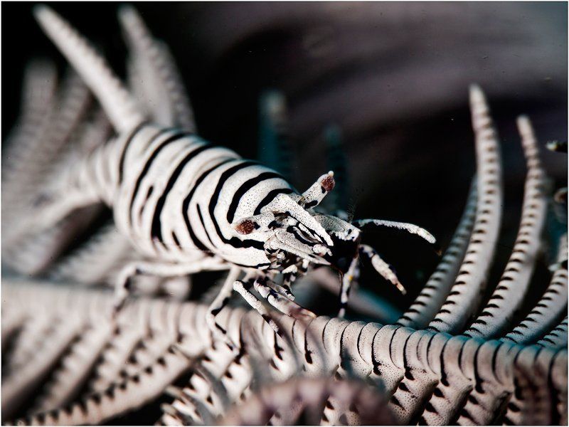 рогатая креветка, crinoid shrimp, креветка-комменсал, филиппины Криноидphoto preview