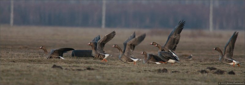 белолобые гуси, полесье Бег белолобых гусейphoto preview