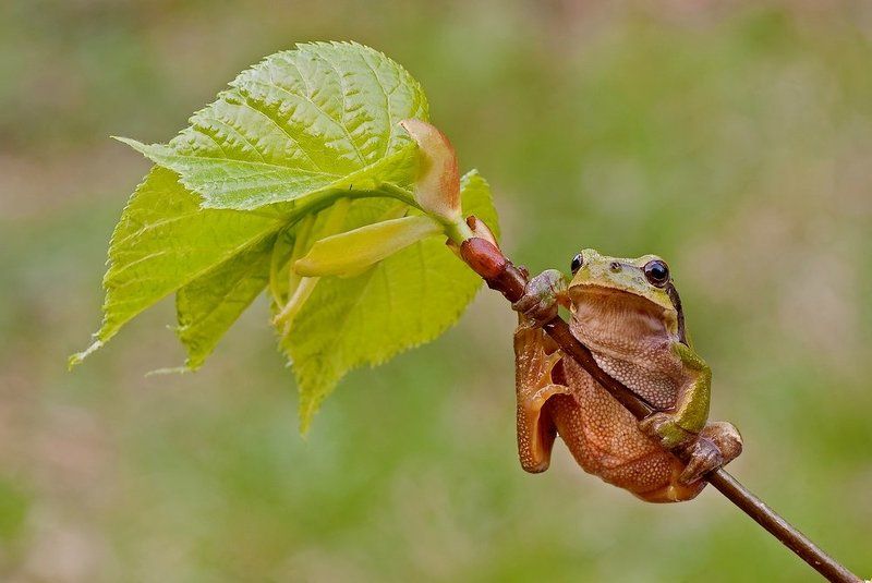 rzekotka drzewnaphoto preview