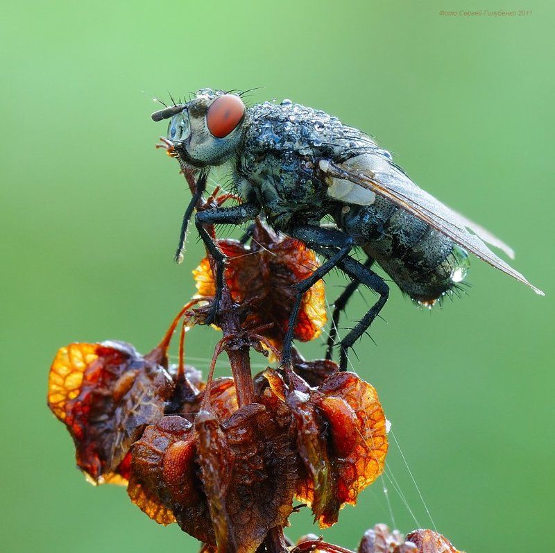 Пиратphoto preview