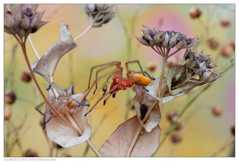сумочный паук, макро, canon, monastyrskiy.ru Паучьи нежностиphoto preview