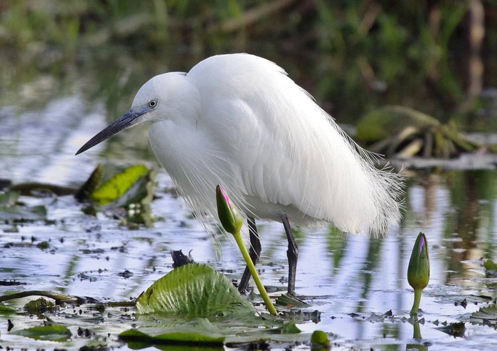 Пружина. Автор: Sergey Volkov малая белая цапля, egretta garzetta, голенастые, Sergey Volkov