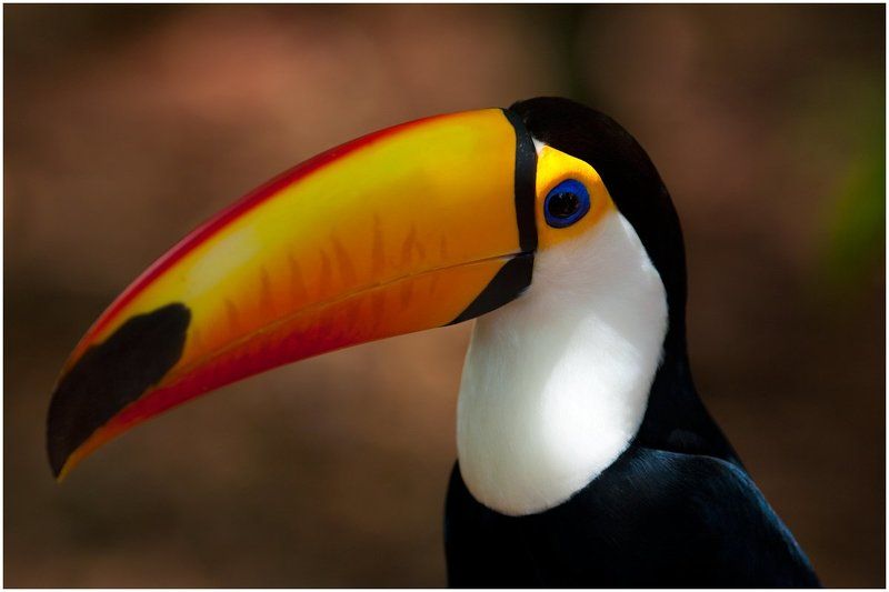 Бразильероphoto preview