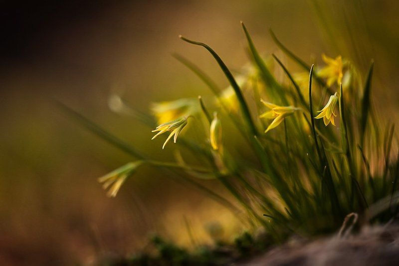 гусиный лук, цвет луковый пейзажphoto preview