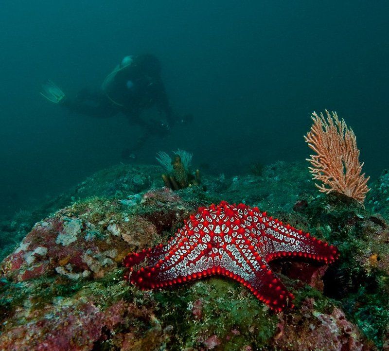 кораллы, фарид Фариду, чтобы украсить вид за окномphoto preview