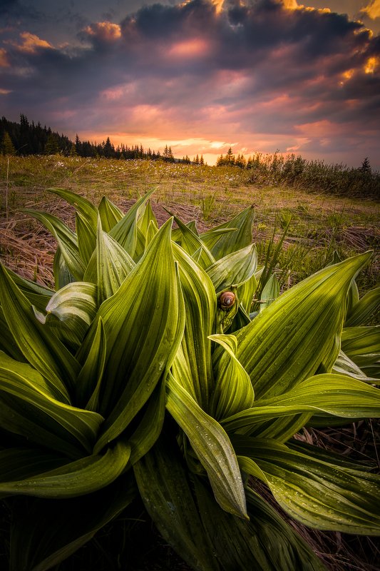 bulgaria The little snailphoto preview