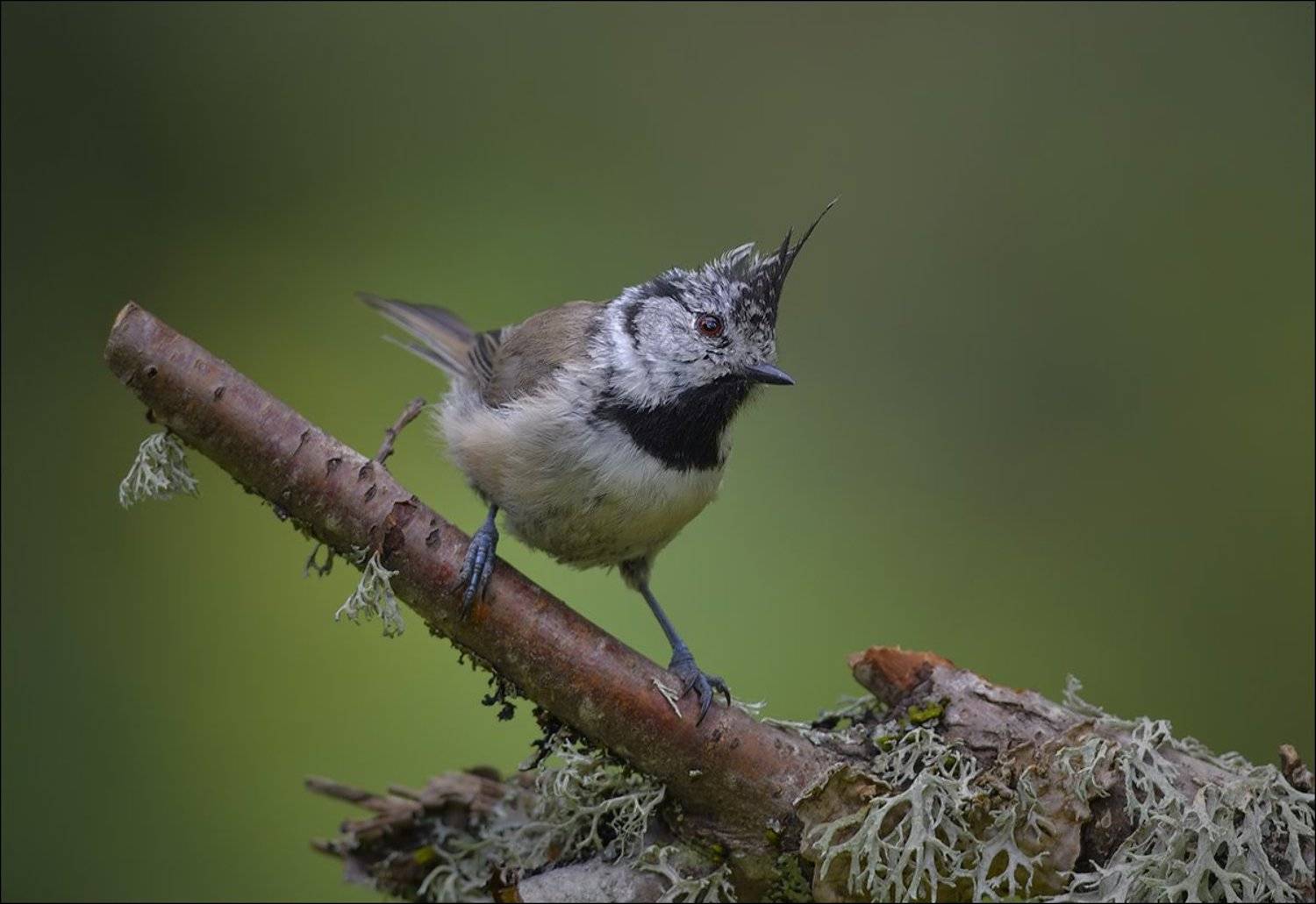 синица, гренадёрка, Андрей Медведев