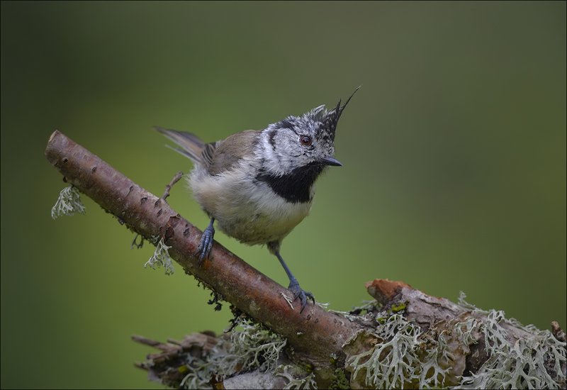 синица, гренадёрка Гренадёркаphoto preview