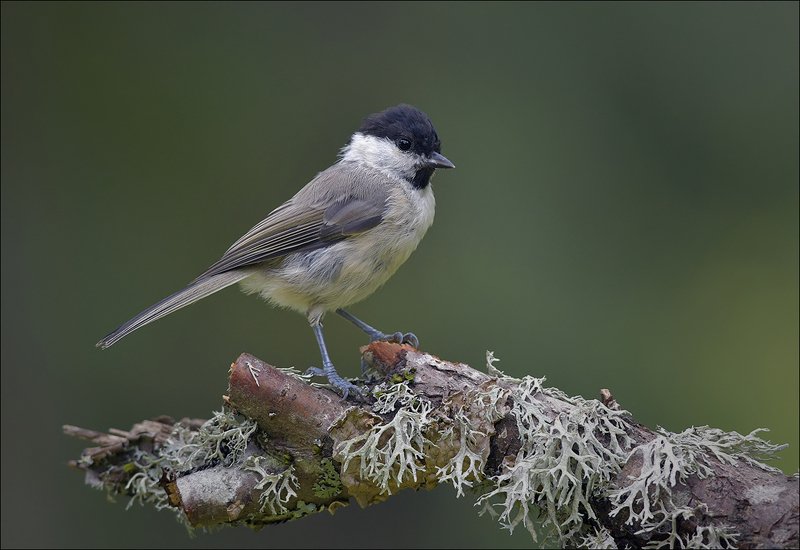 синица, гаичка Гаичкаphoto preview