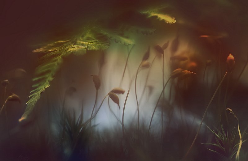 ..таинственный мир..photo preview