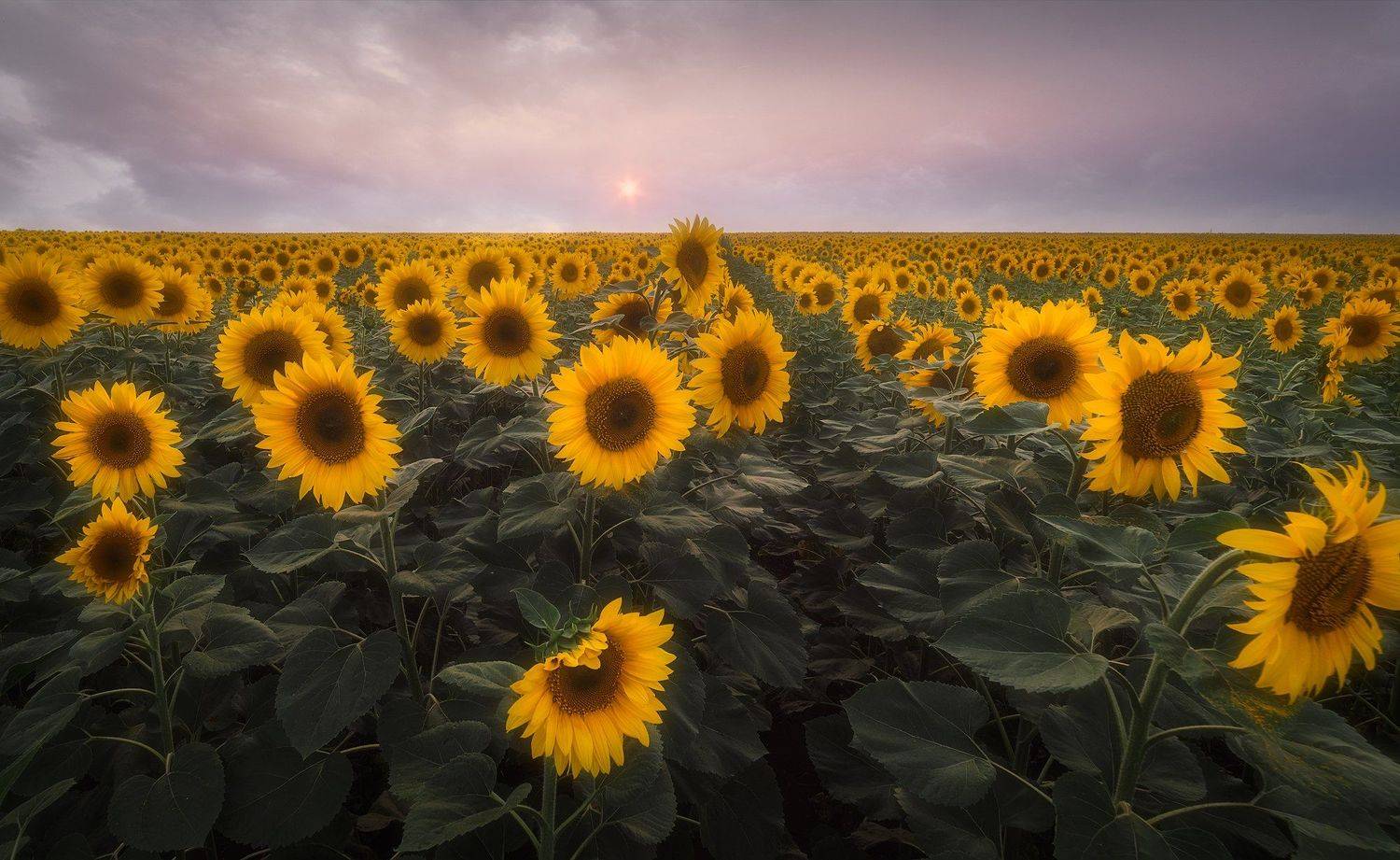 подсолнухи, поле, башкирия, Антон Дмитриев