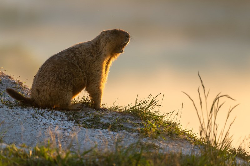 сурок, байбак, животные, природа, анималистика, wildlife, marmot, animals Стой! Кто идёт?photo preview