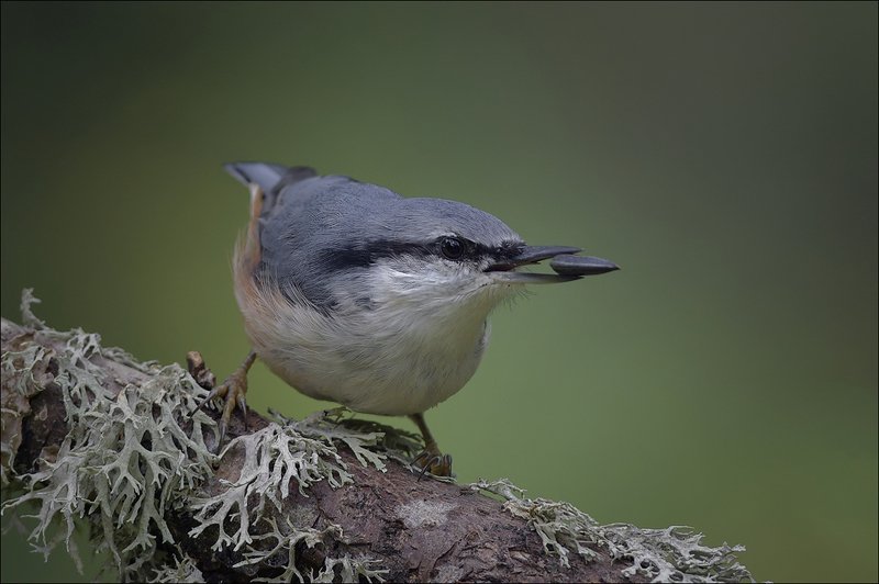 поползень ***photo preview