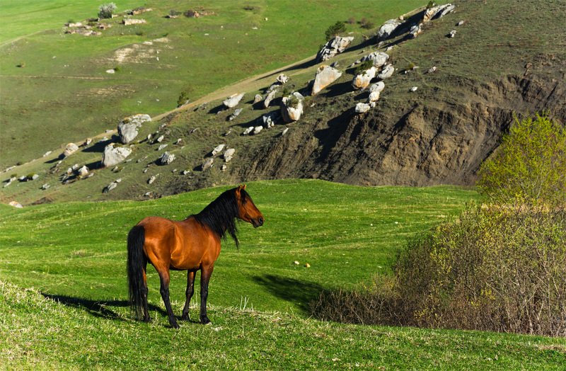 природа, пейзаж, горы, кавказ, природа россии, дикая природа, закат, свет, облака, вечер, весна, лошади, животные ***photo preview