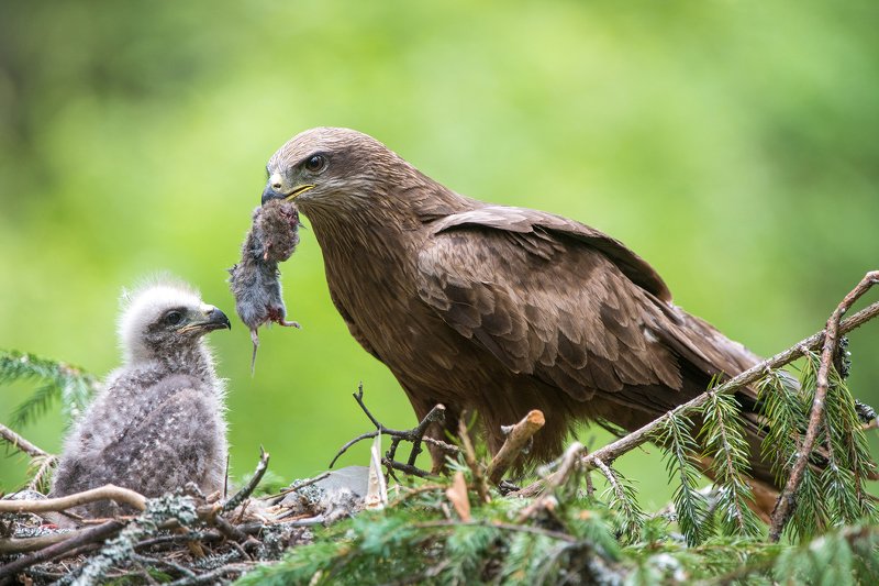 коршун Черный коршун фото превью