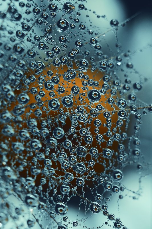 ДНК ромашкиphoto preview