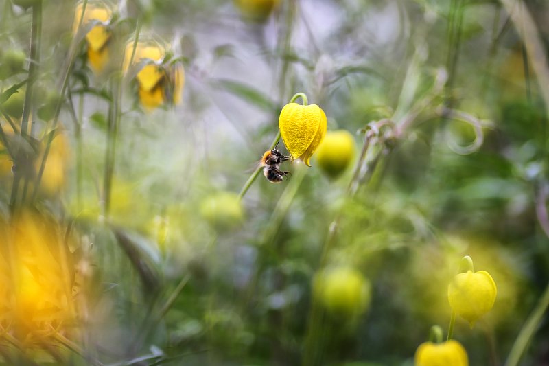 лето, сказки лета, фонарная пчелка зажигающий фонари фото превью
