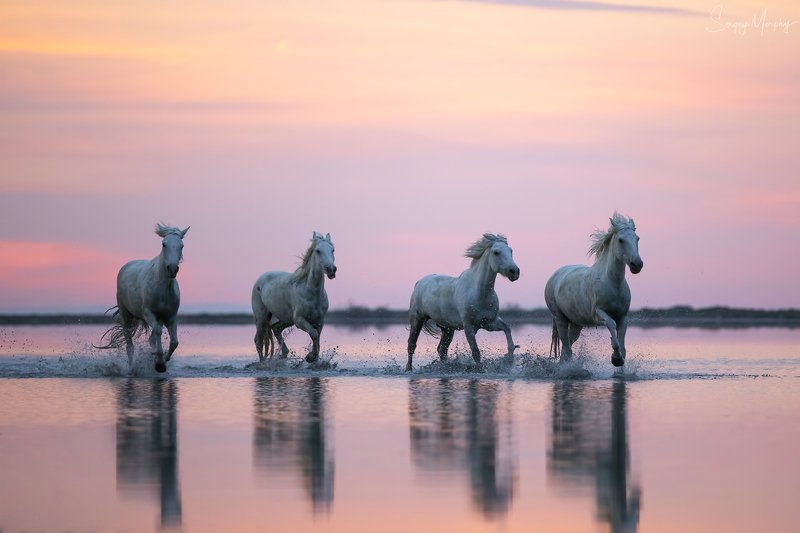 camargue horses Camargue horses.photo preview