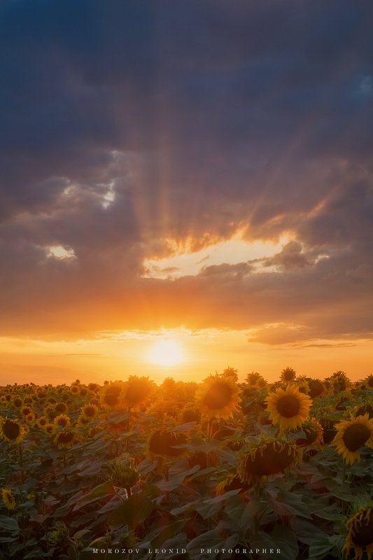 #landscape, #nature, #scenery, #forest, #wood, #autumn, #mist, #misty, #fog, #foggy, #river, #waterfall, #longexposure, #mountain, #vitosha, #bulgari, #aтуман, #лес, #oсень ***photo preview