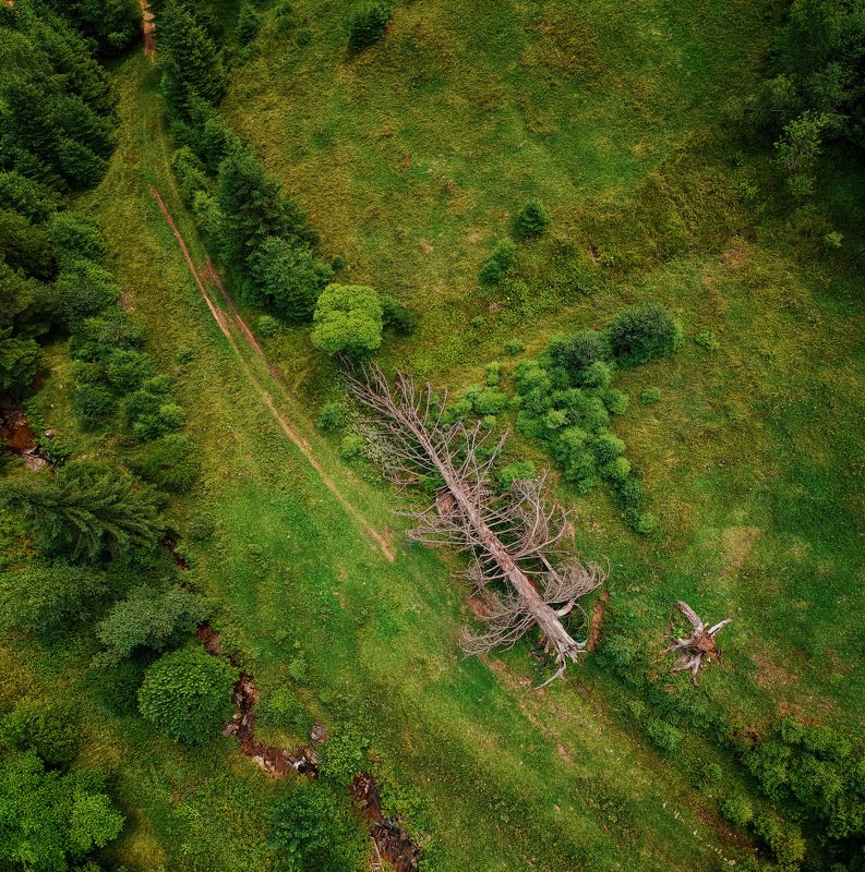 Fallen giantphoto preview