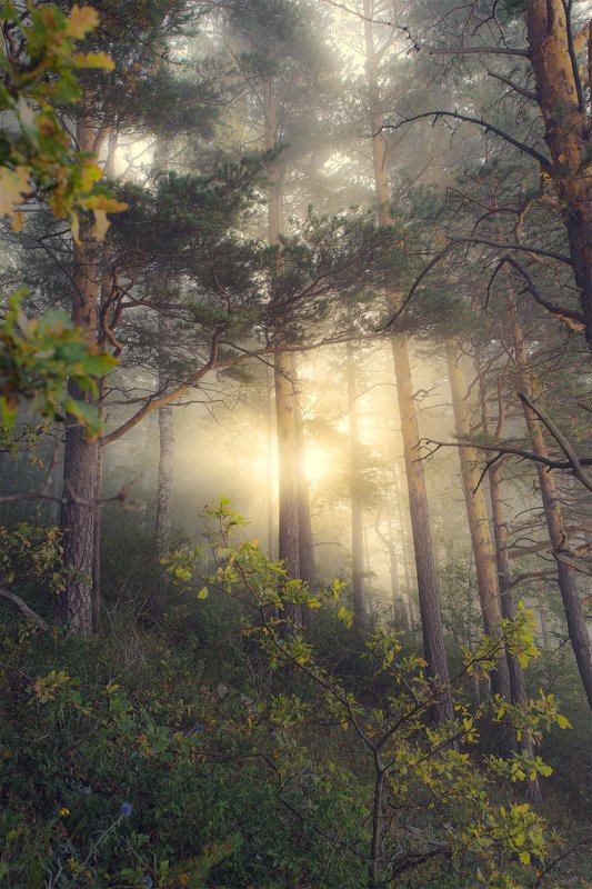 утро, туман, рассвет, лес, золотой свет Солнце сквозь туманphoto preview