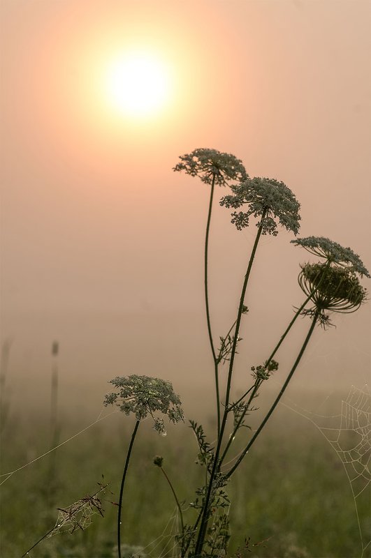 fog,morning,flowers,summer Norning silencephoto preview
