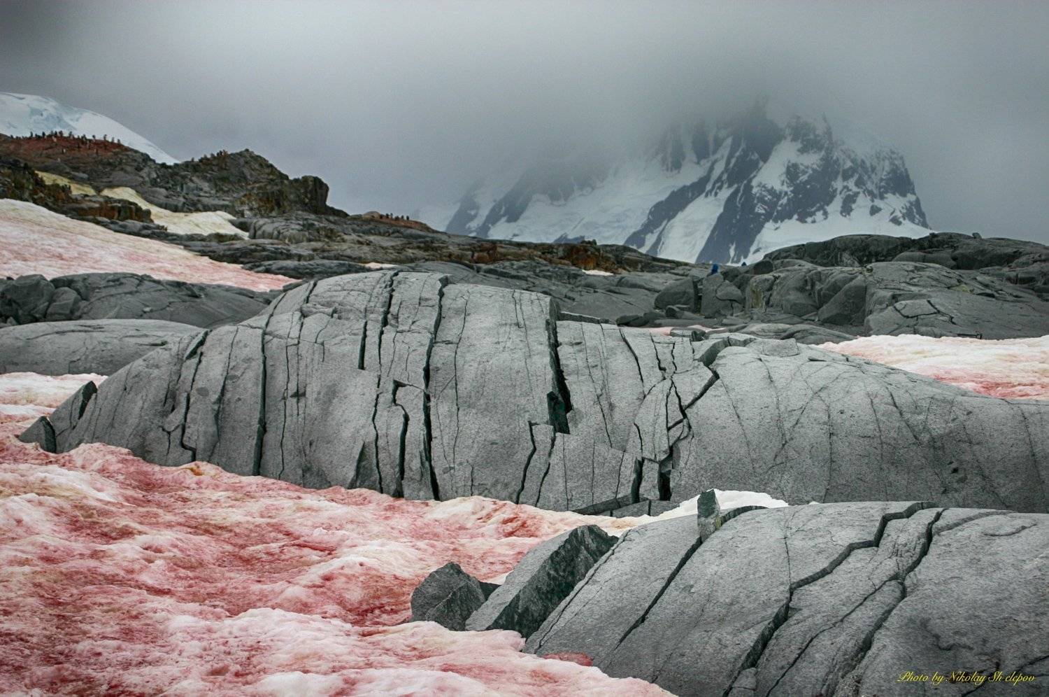 , Николай Шелепов
