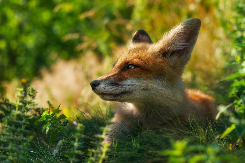 лиса, животные, анималистика, природа, лисенок, fox, animals, wildlife, nature Солнечный лисphoto preview