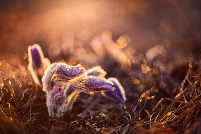 pulsatilla, flower, morning, old lens, spring,bokeh, helios, Pulsatillaphoto preview