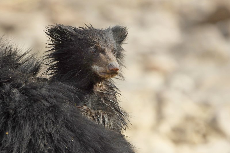 индия.балу(губач) \