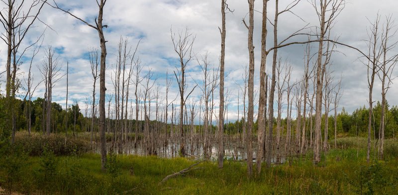 Болотоphoto preview