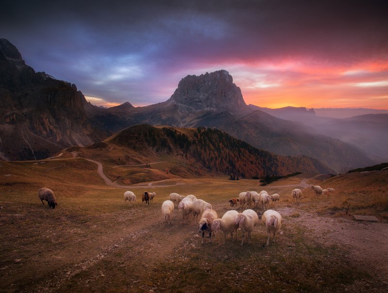 Вечер, горы, италия, закат, овцы, стадо, небо, облака Возвращение домойphoto preview