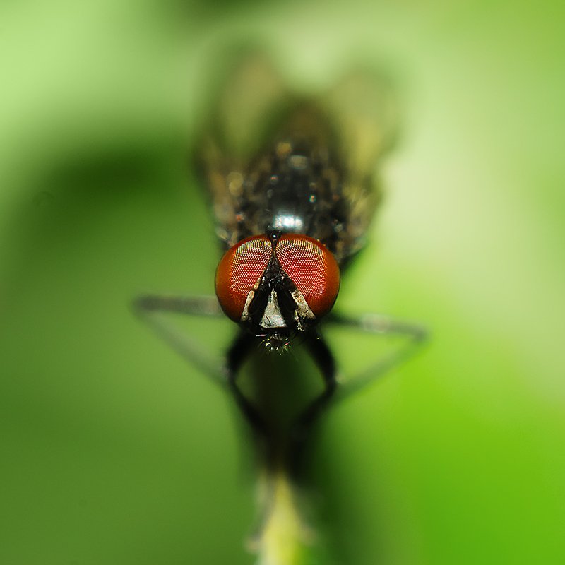 Цецеphoto preview