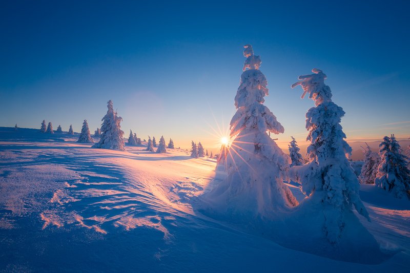 frozen, sunset, sun, sun flare, winter, trees, snow, blue, Frosty sunsetphoto preview