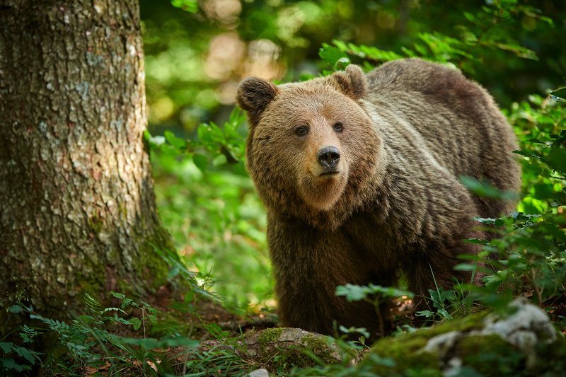 bear, animals, wildlife, brown, ursus, arctos, wild, nature, forest, Brown bearphoto preview