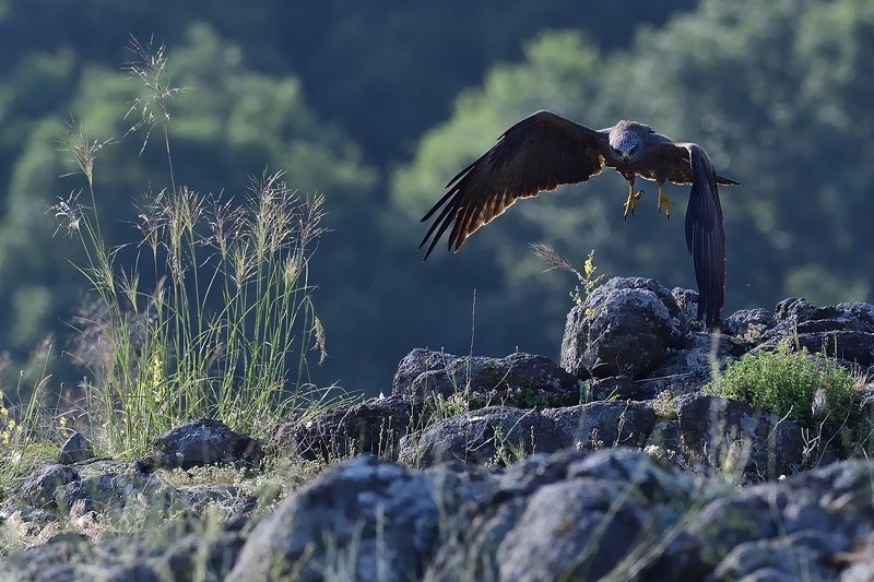 птицы birds Milvus migransphoto preview