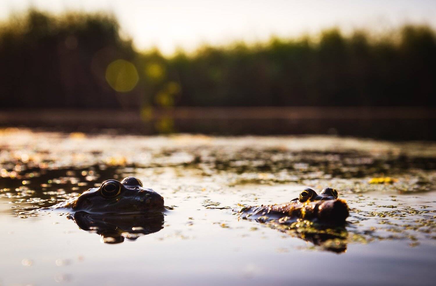 На охоте.. Автор: Егор Бугримов лягушка пруд водоем природа животные жаба, Егор Бугримов