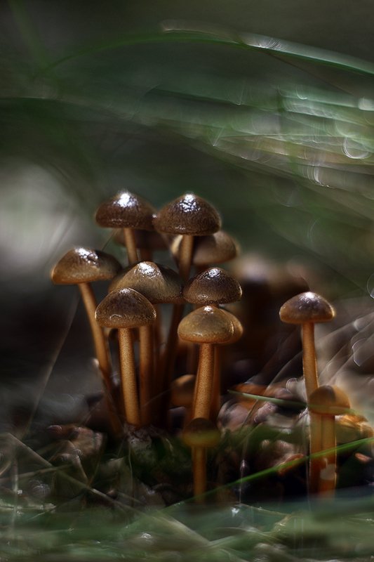 грибы, лето, солнце, гелиос40 Грибноеphoto preview