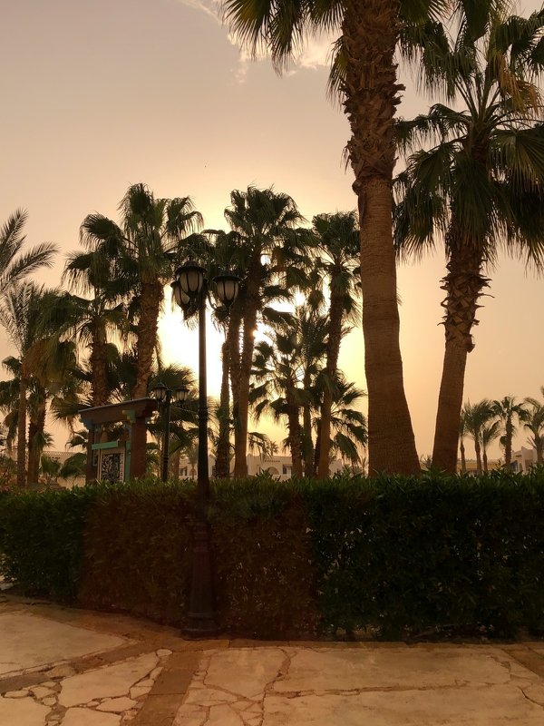 вечер,египет,пальмы Вечерние красотыphoto preview